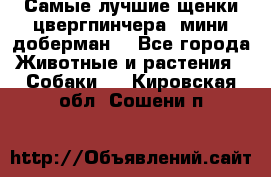 Самые лучшие щенки цвергпинчера (мини доберман) - Все города Животные и растения » Собаки   . Кировская обл.,Сошени п.